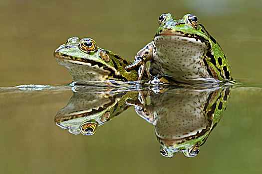水,青蛙,反射