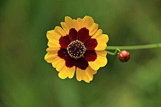 两色金鸡菊,蛇目菊