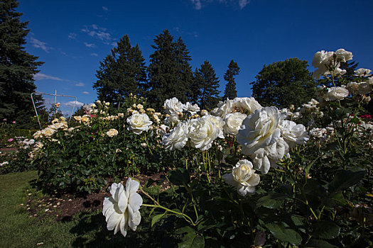 美国波特兰市玫瑰花园