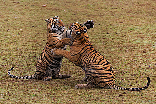 两个,孟加拉虎,虎,亚成体,幼兽,打闹,干燥,湖床,拉贾斯坦邦,国家公园,印度,亚洲