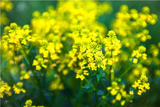 黄色,油菜籽,花,甘蓝型油菜