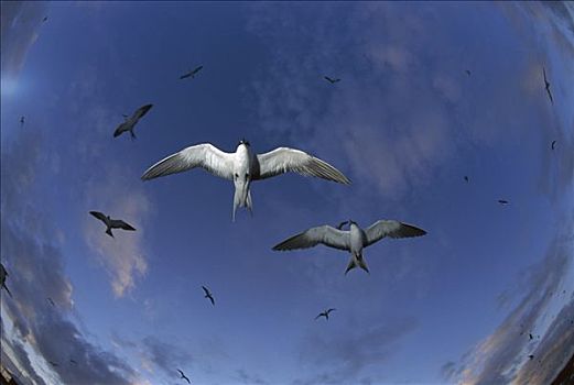 燕鸥,群,飞,环礁,巴西