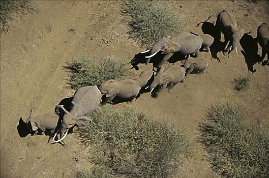 非洲象,安伯塞利国家公园,肯尼亚