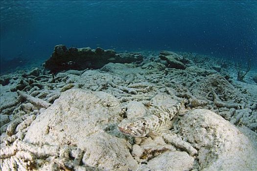 死,珊瑚礁,博奈尔岛,加勒比海