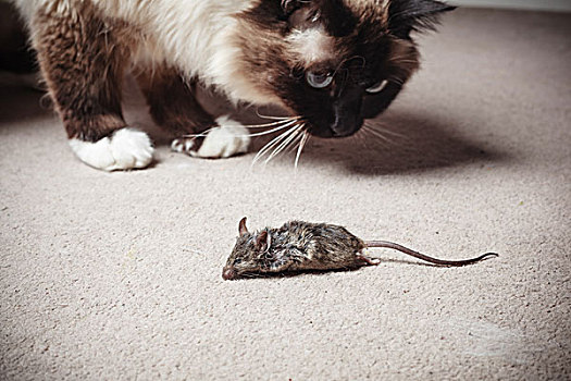 猫,看,死,老鼠,杀死