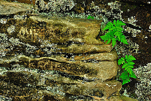 蕨类,砂岩,岩石,靠近,密歇根,美国