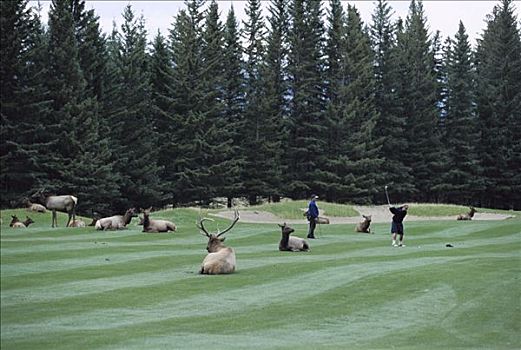 麋鹿,鹿属,鹿,牧群,休息,高尔夫球场,打高尔夫,班芙国家公园,艾伯塔省,加拿大