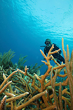 潜水,水下,珊瑚,枝条,成长,礁石