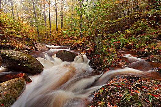 秋天,彩色,叶子,木头,急流,河,国家公园,哈尔茨山