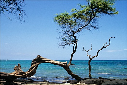 树,海岸,夏威夷