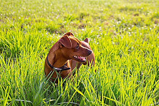 褐色,狗,迷你,绿色,草地,户外