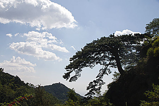 泰山迎客松