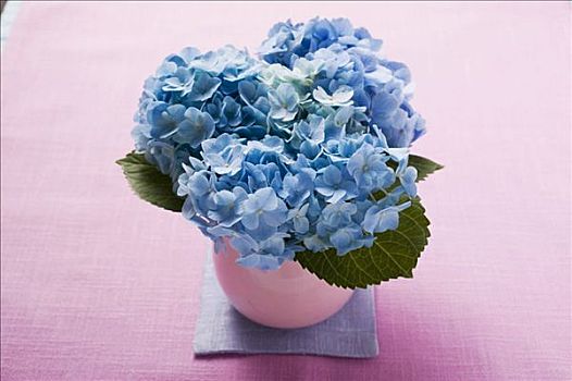 蓝色,八仙花属,花瓶