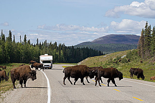 木头,野牛,群,阿拉斯加公路,靠近,温泉,省立公园,不列颠哥伦比亚省,加拿大