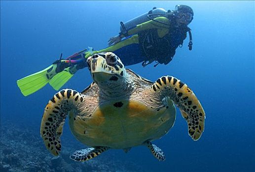 绿海龟,龟类,马尔代夫