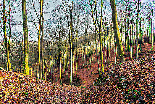 徒步旅行,山,秋天,树林,莱茵兰普法尔茨州,德国