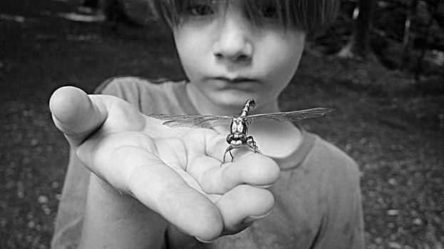 男孩,生活方式,蜻蜓