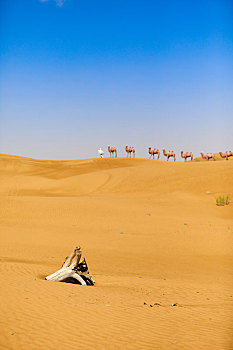 腾格里沙漠骆驼