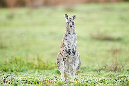 大灰袋鼠,灰袋鼠,站立,草地,维多利亚,澳大利亚