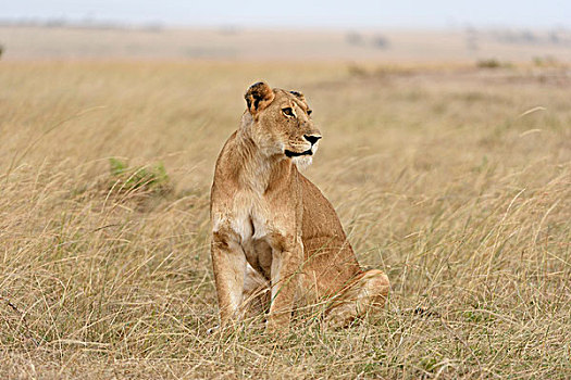 雌狮,狮子,坐,草,马赛马拉国家保护区,肯尼亚,非洲