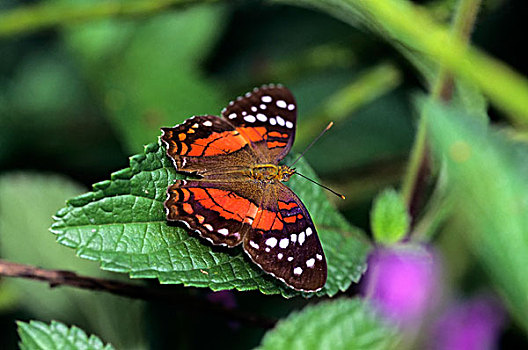特立尼达,自然,蝴蝶