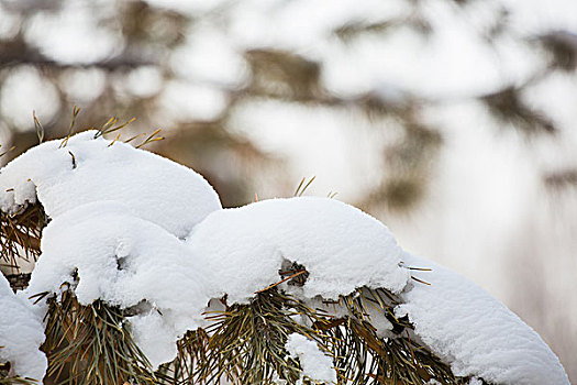 树枝积雪