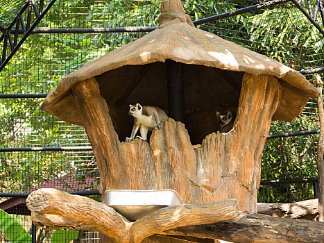 狐猴,动物园,泰国
