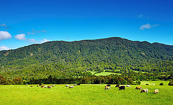 风景,绿色,地点