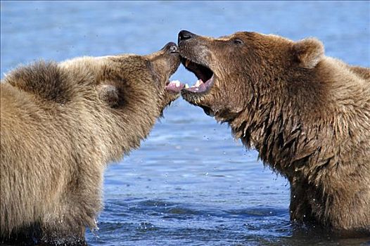 棕熊,母兽,玩,水中,幼兽,布鲁克斯河,国家公园,阿拉斯加,美国