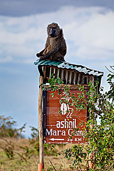 狒狒,东非狒狒,成熟,动物,坐,锡,屋顶,标识,露营,马赛马拉国家保护区,肯尼亚,东非,非洲