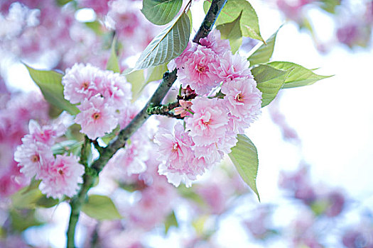 樱桃树,枝条,开花,局部