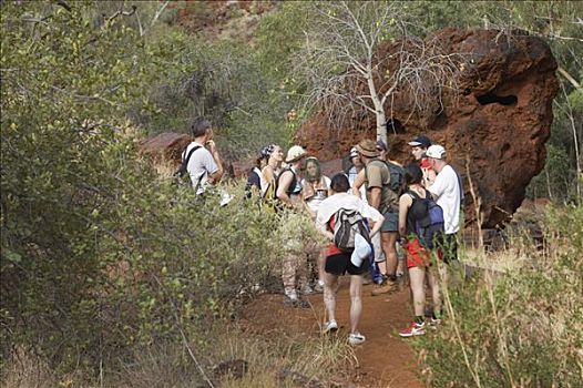 游客,峡谷,卡瑞吉尼国家公园,区域,西澳大利亚