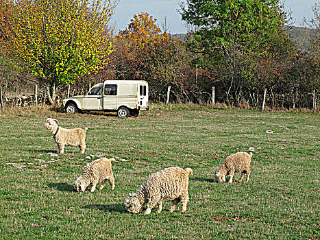 法国,绵羊,老爷车,土地