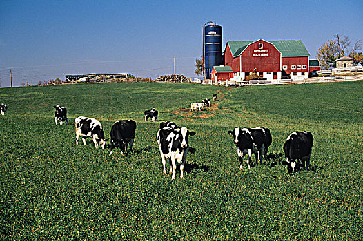 黑白花牛,农场,布雷斯劳,安大略省,加拿大