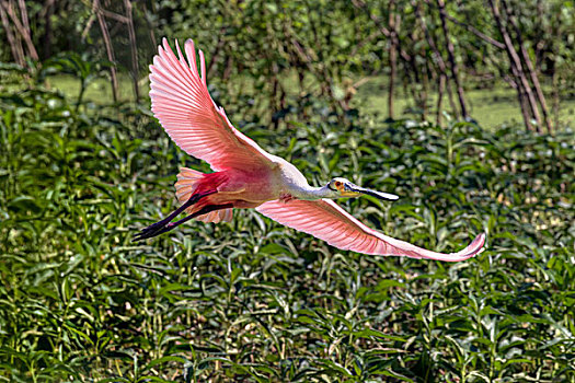 粉红琵鹭,飞跃,沼泽,德克萨斯,美国