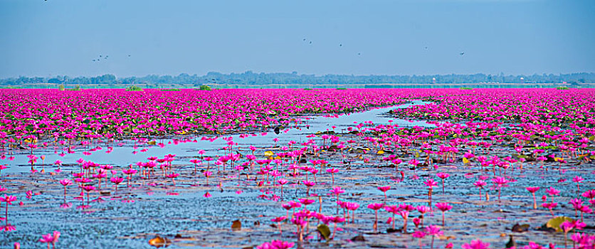 泰国红莲花海