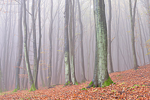 欧洲山毛榉,树,雾,树林,秋天,雅斯蒙德国家公园,梅克伦堡前波莫瑞州,德国,欧洲