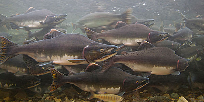粉色,三文鱼,太平洋鲑属,游泳,迁徙,印度河,努特卡,阿拉斯加
