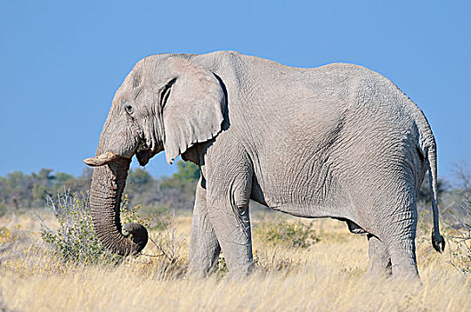 非洲象,成年,雄性,进食,埃托沙国家公园,纳米比亚,非洲