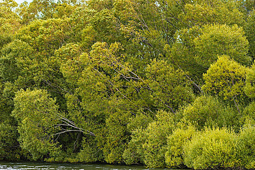 新西兰南岛皮尔森湖柳树林