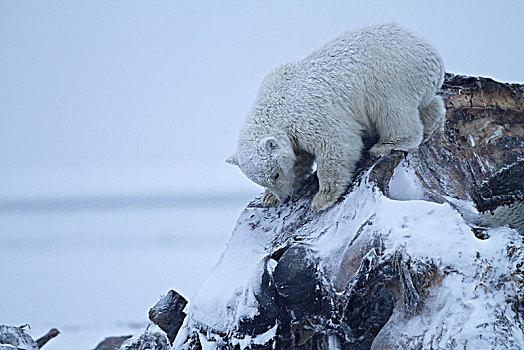 北美,美国,阿拉斯加,北方,北极,野生动植物保护区,北极熊