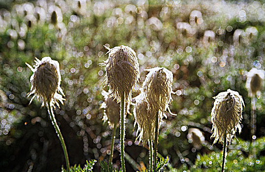 西部,银莲花,幽鹤国家公园,不列颠哥伦比亚省,加拿大