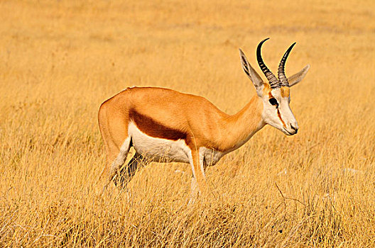 跳羚,高,草,卡拉哈迪大羚羊国家公园,卡拉哈里沙漠,南非,非洲