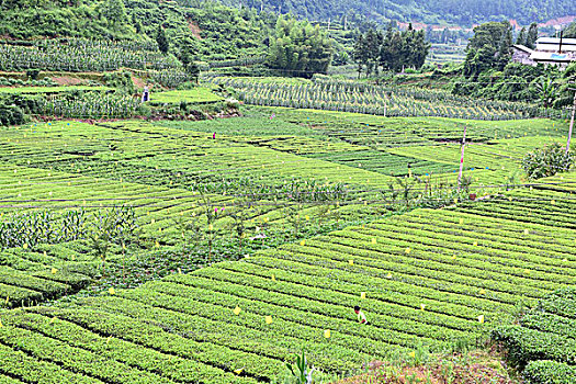 茶园茶叶风景风光