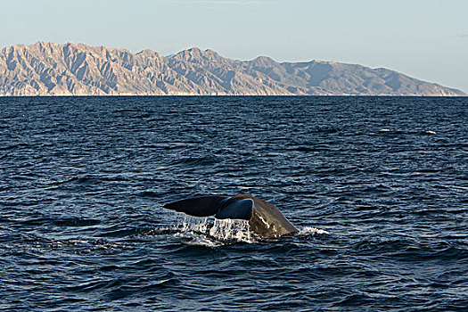 抹香鲸,科特兹海,下加利福尼亚州,墨西哥