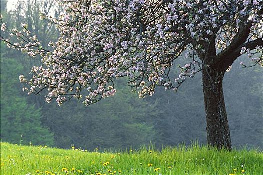 花,苹果树,巴登符腾堡,德国