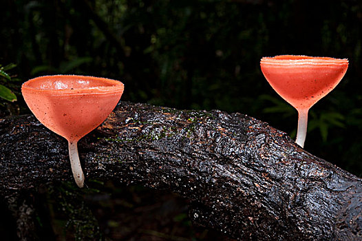杯子,菌类,蘑菇,国家公园,亚马逊河,厄瓜多尔