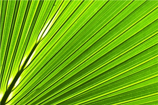 漂亮,绿色,棕榈叶,背景,逆光