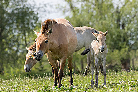 马,中心,霍尔特巴杰,国家公园,母马,小马,放牧,匈牙利