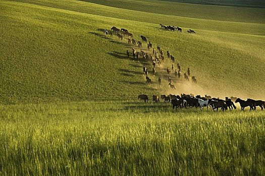 牧群,马,蒙古,中国